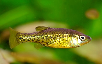 Chapalichthys pardalis Pantherkärpfling 