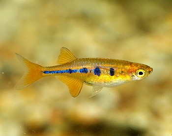 Laubuca dadyburjori, Dadyburjors Kielbauchbrbling