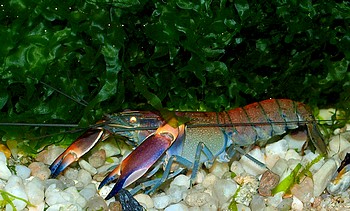 Cherax boesemani, Red Brick,  Ziegelroter Papuakrebs