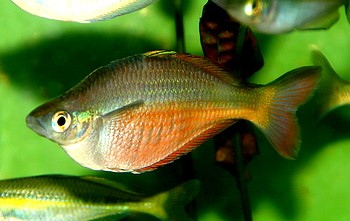 Chilaterina fasciata 05