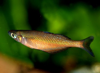 Chilatherina sentaniensis 