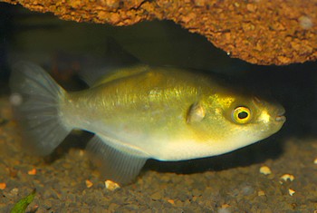 Chonerhinus modestus Goldkugelfisch 