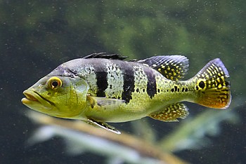 Cichla kelberi 