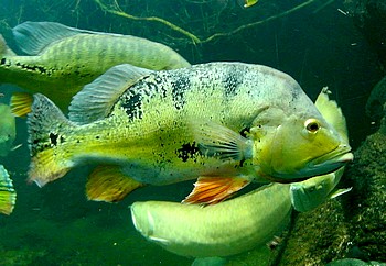 Cichla ocellaris Grner Augenfleck-Kammbarsch 