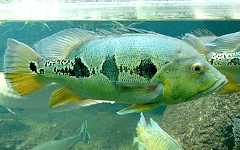 Cichla orinocensis Orinoka-Kammbarsch 