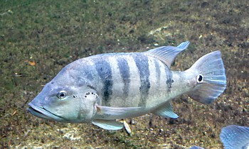 Cichla piquiti Blauer Kammbarsch 