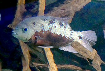 Cincelichthys pearsei 