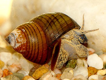 Cipangopaludina leucythoides Tigerturmdeckelschnecke 006 Cipangopaludina leucythoides Tigerturmdeckelschnecke 006
