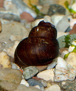 Cipangopaludina chinensis Torpedoschnecke , Swasserschnecke