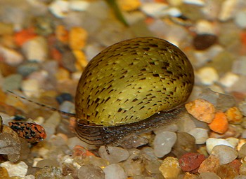 Clithon oualaniensis, Bunte Zwergdiamantschnecke, Süßwasserschnecke Clithon oualaniensis, Bunte Zwergdiamantschnecke, Süßwasserschnecke