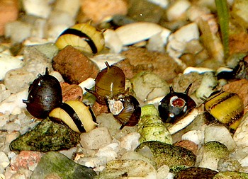 Clithon sowerbyana Geweihschnecke, Süßwasserschnecke Clithon sowerbyana Geweihschnecke, Süßwasserschnecke