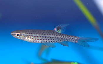 Copella natteri Blaupunktsalmler 