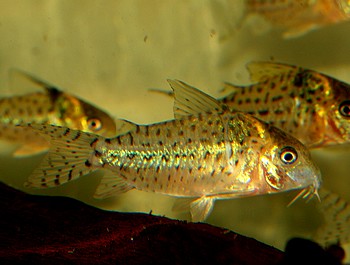 Corydoras agassizi Silberstreifen-Panzerwels