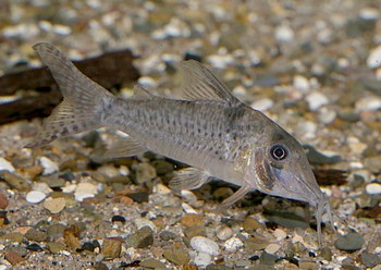 Corydoras blochi 
