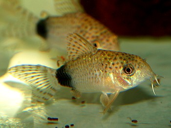 Corydoras caudimaculatus Schwanzfleck-Panzerwels 