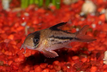 Corydoras spec. deckeri - C3 