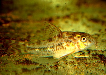 Corydoras diphyes Peffer-Panzerwels 