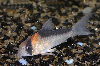Corydoras duplicareus Kupferfleckpanzerwels 01