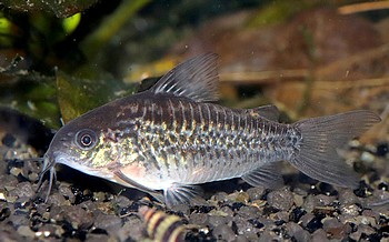Corydoras elegans Schaffrierter Panzerwels 