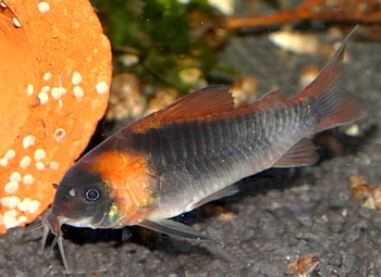 Corydoras eques Dreieckspanzerwels 