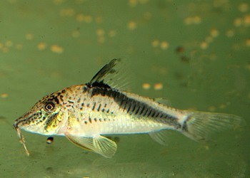 Corydoras fowleri 