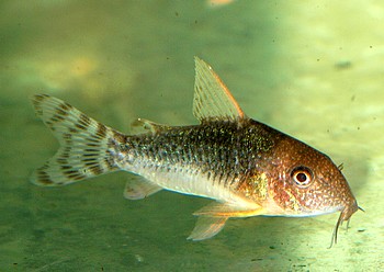 Corydoras gossei 