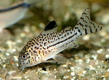 Corydoras julii, Juli-Panzerwels