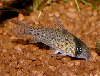 Corydoras kanei 