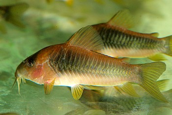Corydoras melanotaenia 