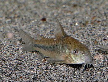 Corydoras nattereri 