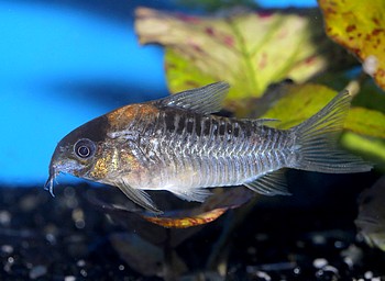 Corydoras nijsseni