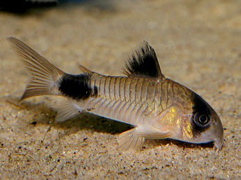 Corydoras panda, Panda-Panzerwels