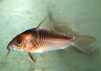 Corydoras rabauti
