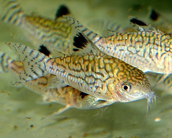 Corydoras reticulatus Netzpanzerwels1