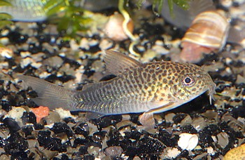 Corydoras similis 