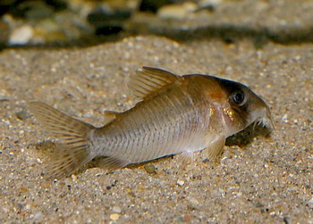 Corydoras spec ARUA C 71 