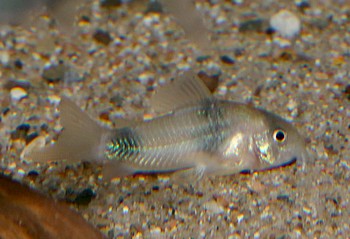 Corydoras weitzmani 