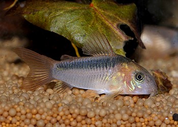 Corydoras zygatus, Zgelpanzerwels 