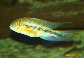 Crenicara latruncularium