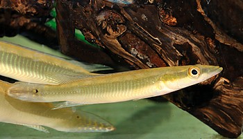 Crenicichla acutirostris Spitzkopf-Hechtbuntbarsch 