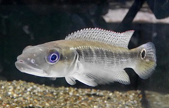 Crenicichla cf reticulata 