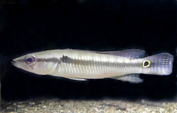 Crenicichla inpa 