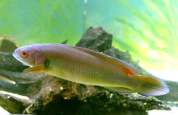 Crenicichla johanna 02