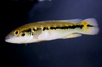 Crenicichla marmorata 