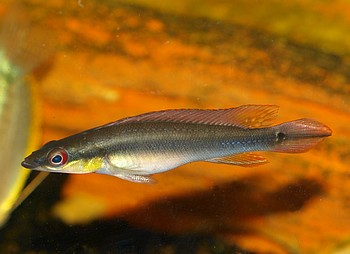 Crenicichla notophthalmus1