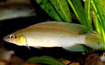 Crenicichla regani Regans Zwerghechtbuntbarsch 01