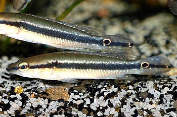 Crenicichla saxatilis Grner Augenfleck-Kammbarsch 