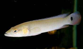 Crenicichla sp aff lugubris ATABAPO 03