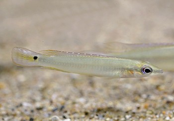 Crenicichla wallacei 