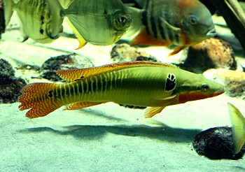 Crenicichla zebrina 02